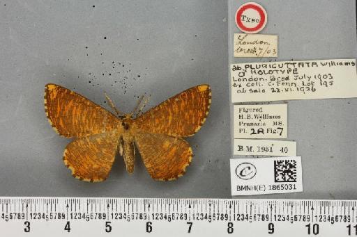 Angerona prunaria ab. striolata Klemensiewicz, 1913 - BMNHE_1865031_430697