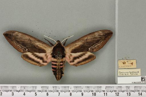 Sphinx ligustri ab. intermedia Tutt, 1904 - NHMUK_010476126_527573