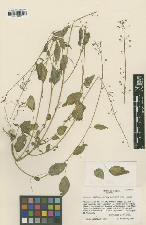 Lopezia ciliatula Plitmann, P.H.Raven & Breedlove - BM001008391