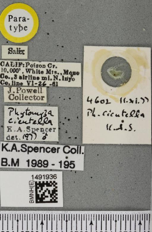 Phytomyza cicutella Spencer, 1981 - BMNHE_1491936_label_53633