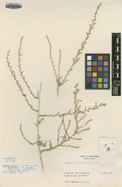 Salsola villosa Delile ex Roem. & Schult. - BM000950603