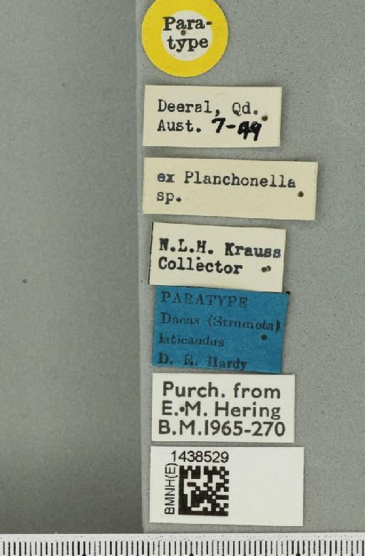 Bactrocera (Bactrocera) laticauda (Hardy, 1950) - BMNHE_1438529_label_32496