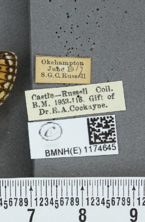 Boloria selene selene ab. obsoleta Curtis, 1933 - BMNHE_1174645_label_30225