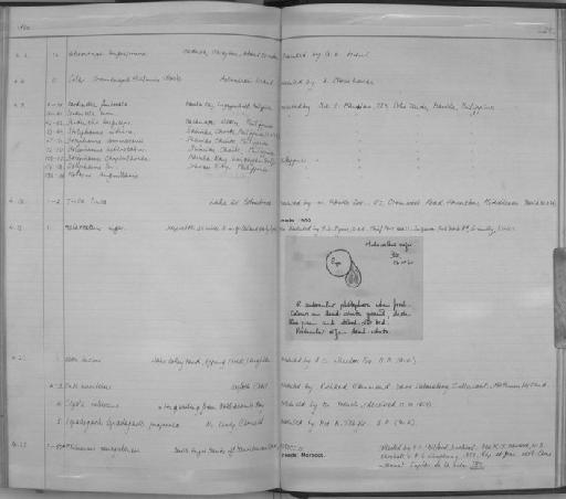 Stolephorus ronquilloi Wongratana, 1983 - Zoology Accessions Register: Fishes: 1937 - 1960: page 228