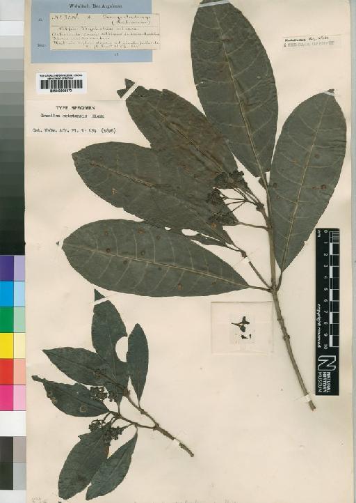 Psychotria catetensis (Hiern) Petit - BM000903370