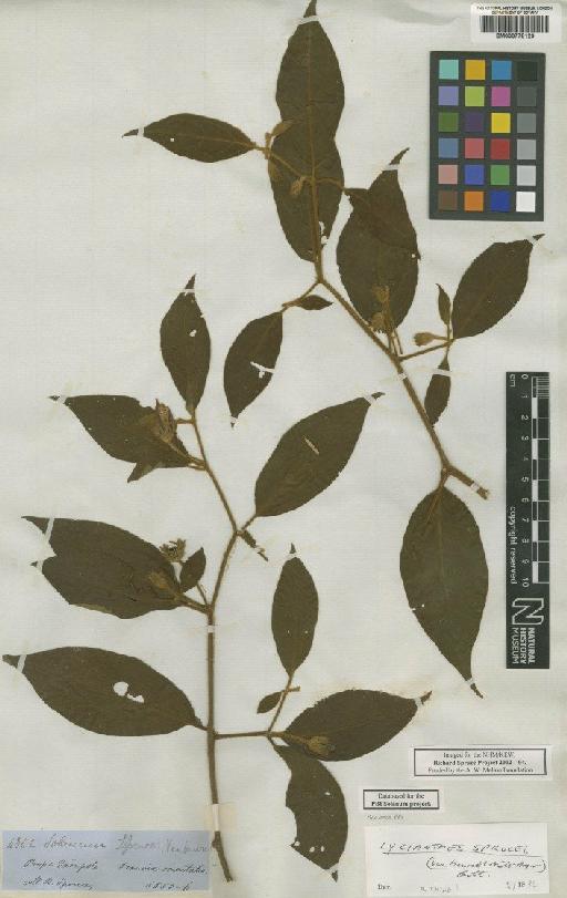 Lycianthes sprucei (Van Heurck & Müll.Arg.) Bitter - BM000778129