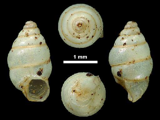 Diplommatina (Nicida) nitidula W. T. Blanford, 1868 - 1888.12.4.211, NEOTYPE, Diplommatina (Nicida) nitidula Blanford, 1868