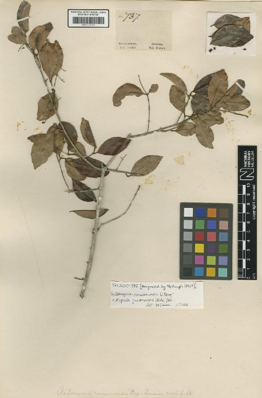 Myrcia guianensis (Aubl.) DC. - BM001191675