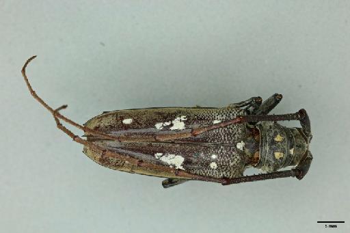 Batocera rubus siporensis Schwarzer, 1930 - 014095839_Dorsal