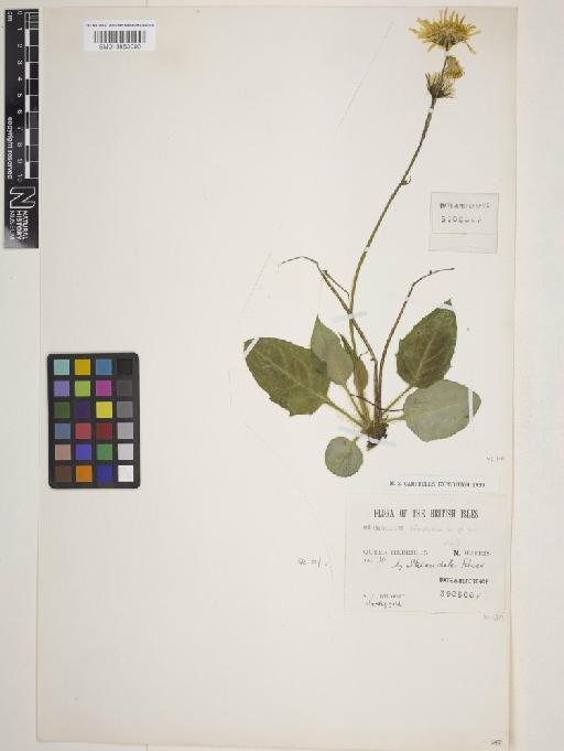 Hieracium ebudicum Pugsley - 013863090