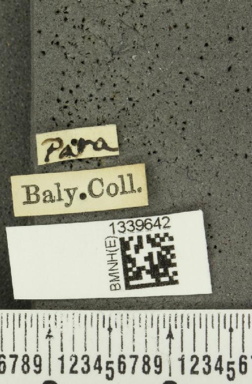 Aristobrotica paraensis (Baly, 1886) - BMNHE_1339642_label_23273