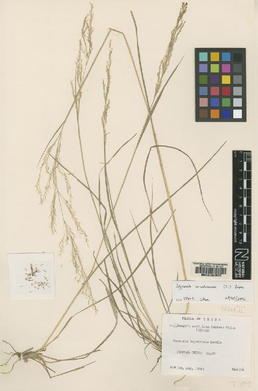 Calamagrostis arundinacea (L.) Roth - BM000630876