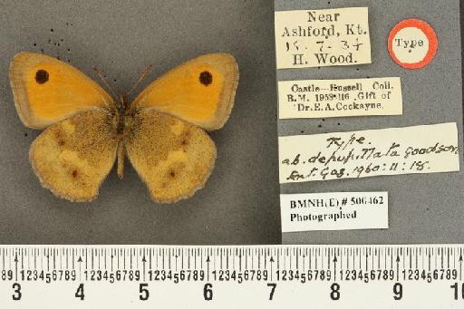 Pyronia tithonus britanniae ab. depupillata Goodson, 1960 - BMNHE_500462_798