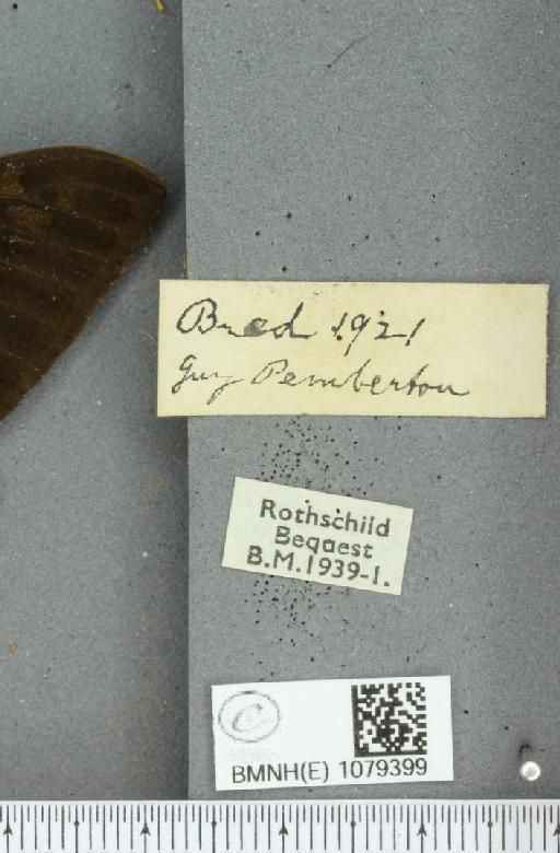 Papilio machaon britannicus ab. obscura Frohawk, 1938 - BMNHE_1079399_label_64316