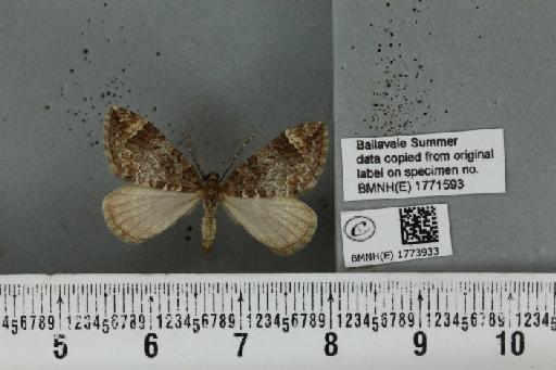 Dysstroma truncata truncata (Hufnagel, 1767) - BMNHE_1773933_348997