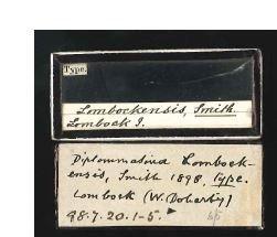 Diplommatina lombockensis E. A. Smith, 1898 - 1898.7.20.1-5, SYNTYPES, Diplommatina lombockensis Smith, 1898-Original label.