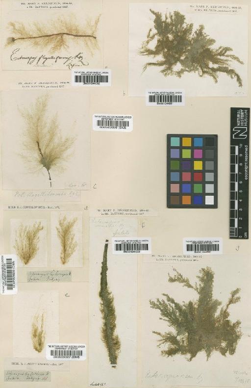 Ectocarpus siliculosus var. crassus (Kjellman) Gallardo - BM001044560