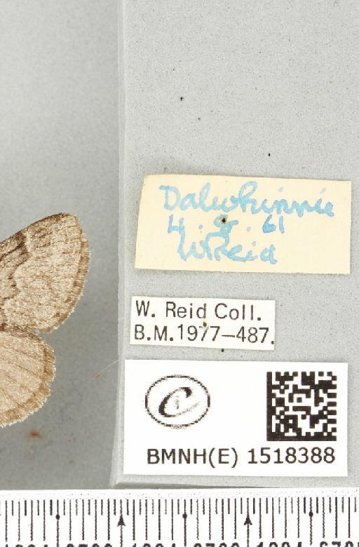 Trichiura crataegi (Linnaeus, 1758) - BMNHE_1518388_label_189753