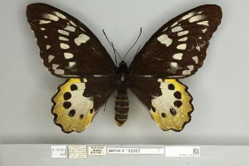 Ornithoptera chimaera chimaera Rothschild, 1904 - 013605174__