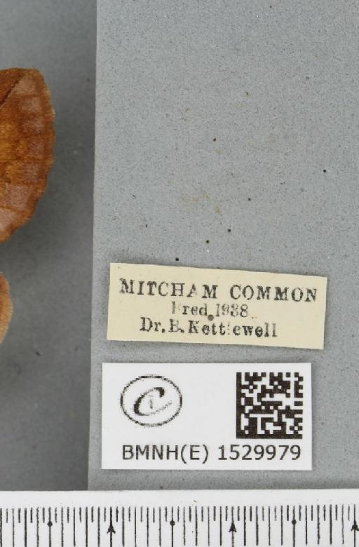 Euthrix potatoria (Linnaeus, 1758) - BMNHE_1529979_label_197498