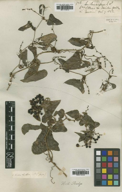 Smilax aspera L. - BM001066502