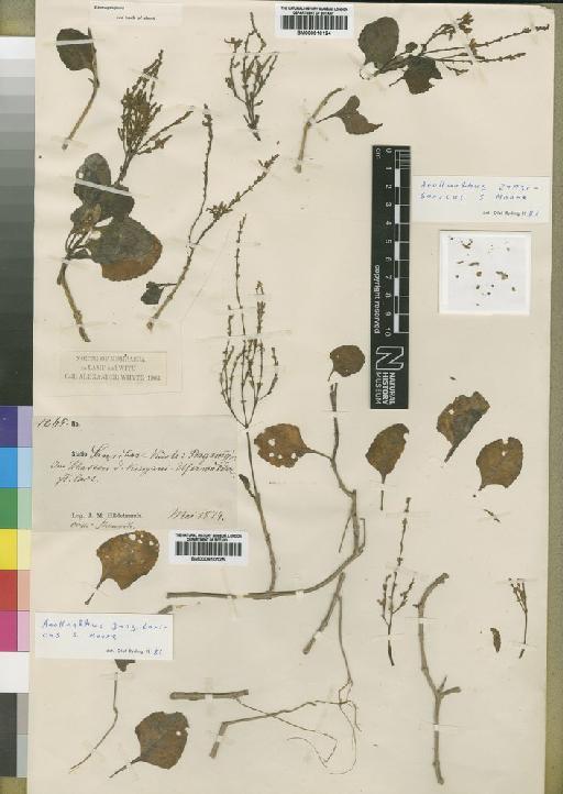 Aeollanthus zanzibaricus Moore - BM000910124