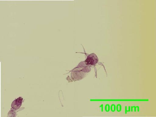 Liposcelis paetulus Broadhead, 1950 - 010150877__2016_03_17_s05