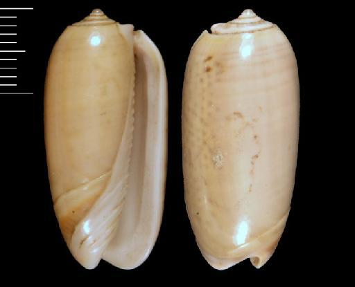 Oliva mustelina Lamarck, 1811 - 1905.9.6.36-37b