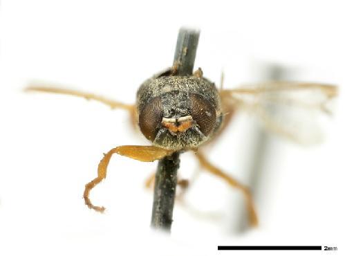 Nemotelus (Nemotelus) advena Walker, 1851 - 010628945, HOLOTYPE, Nemotelus (Nemotelus) advena Walker_head