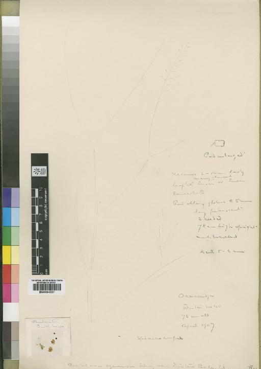 Crotalaria sphaerocarpa Perr. ex DC. - BM000843251