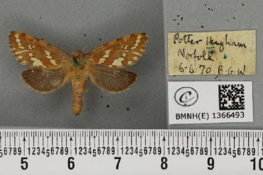 Phymatopus hecta (Linnaeus, 1758) - BMNHE_1366493_186763
