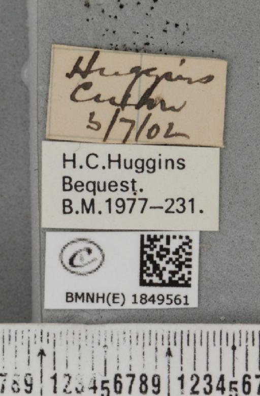 Macaria wauaria (Linnaeus, 1758) - BMNHE_1849561_label_422297