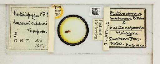 Pectinopygus bassani africanus Thompson, G.B., 1948 - 010683610_816440_1432186