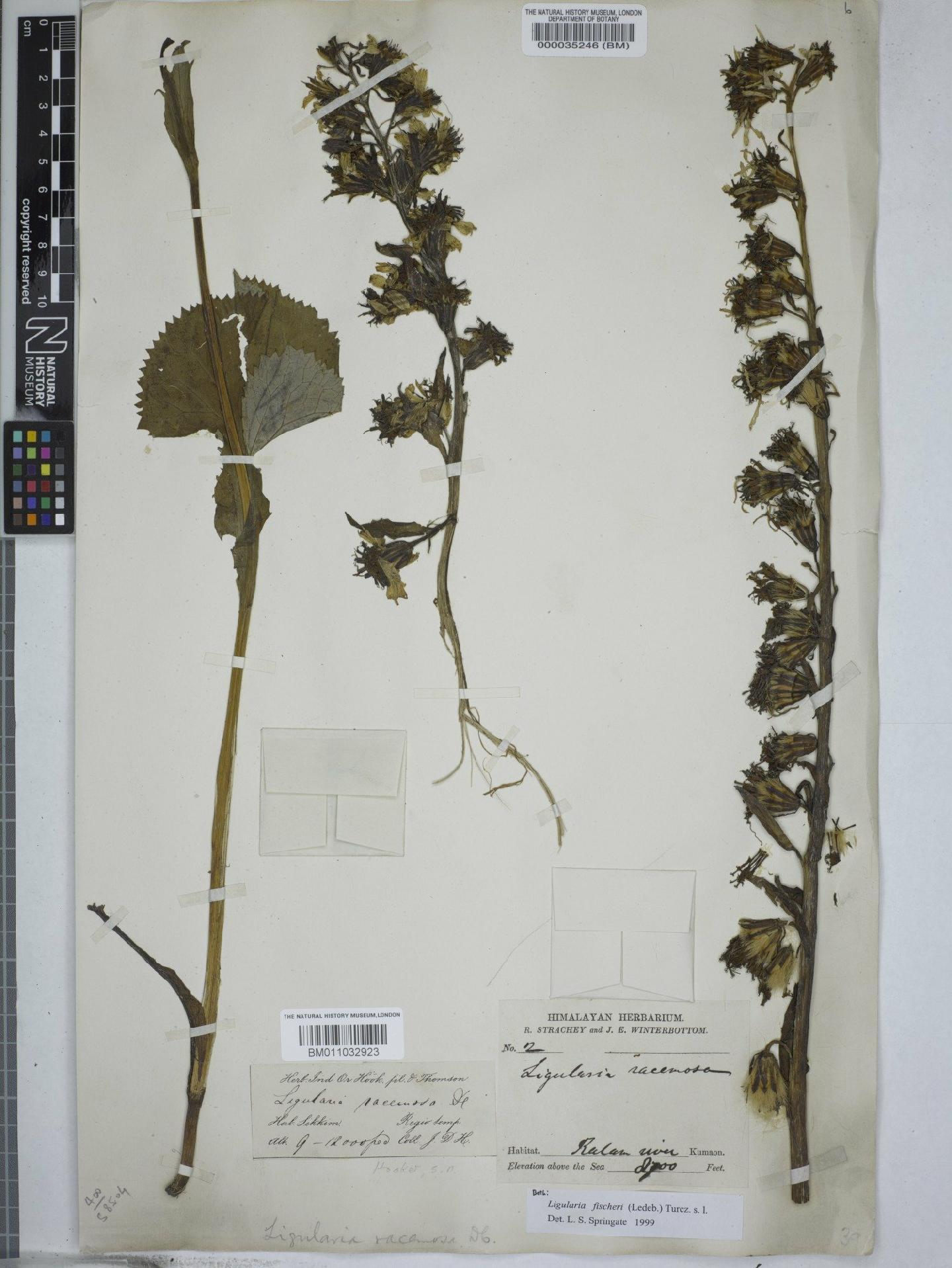 To NHMUK collection (Ligularia fischeri (Ledeb) Turcz.; NHMUK:ecatalogue:9156550)
