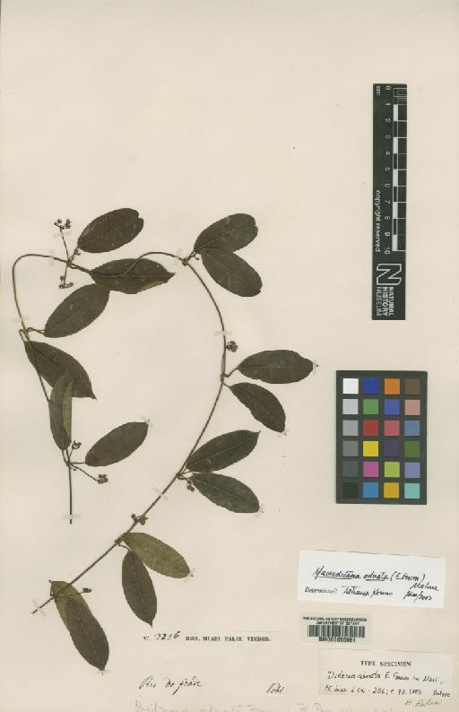 Macroditassa adnata (E.Fourn.) Malme - BM000630061