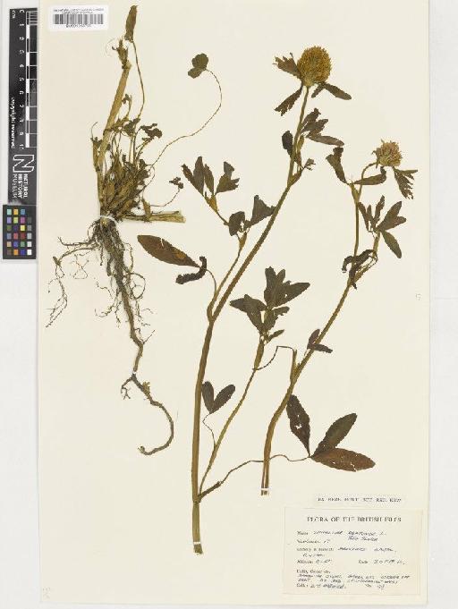 Trifolium pratense L. - BM001036720