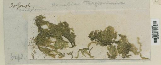 Homaliadelphus targionianus (Mitt.) Dixon & P.de la Varde - BM001108084