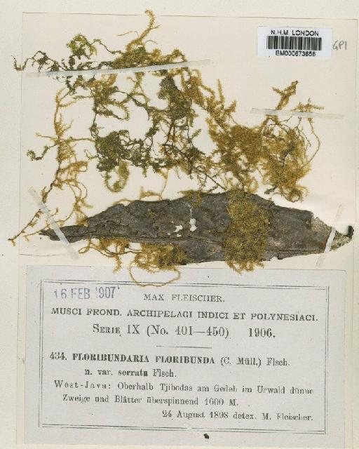 Floribundaria floribunda (Dozy & Molk.) M.Fleisch. - BM000673656