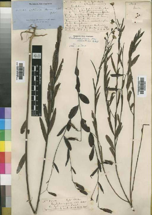 Crotalaria glauca var. welwitschii Baker f. - BM000843540