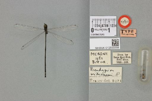 Pseudagrion williamsoni Fraser, 1922 - 012500358_22154_1256720