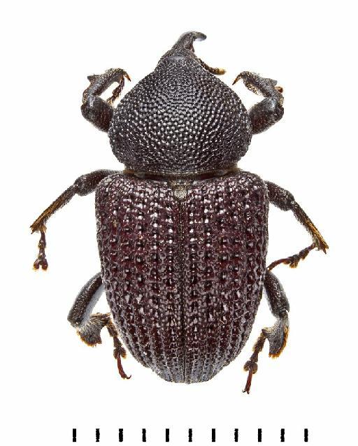 Sclerocardius africanus (Boheman, 1845) - Sclerocardius africanus-BMNH(E)1237657-dorsal colour