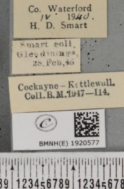 Ematurga atomaria (Linnaeus, 1758) - BMNHE_1920577_label_486453