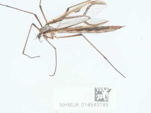 Tipula (Acutipula) maxima balcanica Vermoolen, 1983 - 014543745_4