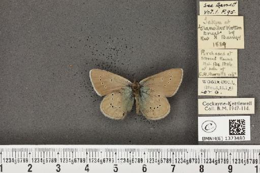 Cyaniris semiargus semiargus (Rottemburg, 1775) - BMNHE_1373480_167484