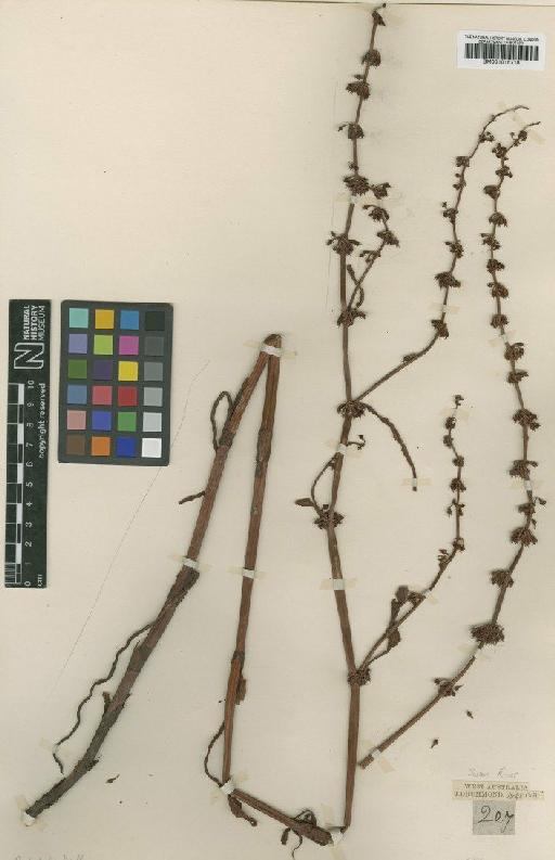 Rumex drummondii Meisn. - BM001015718