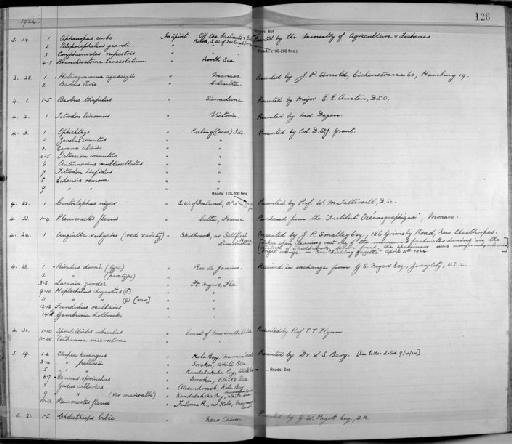 Apistogramma agassizii Steindachner, 1875 - Zoology Accessions Register: Fishes: 1912 - 1936: page 128