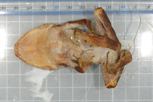 Cornufer opisthodon - 1947.2.1.89-pic2