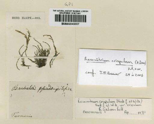 Pseudocrossidium crinitum (Schultz) R.H.Zander - BM000845887