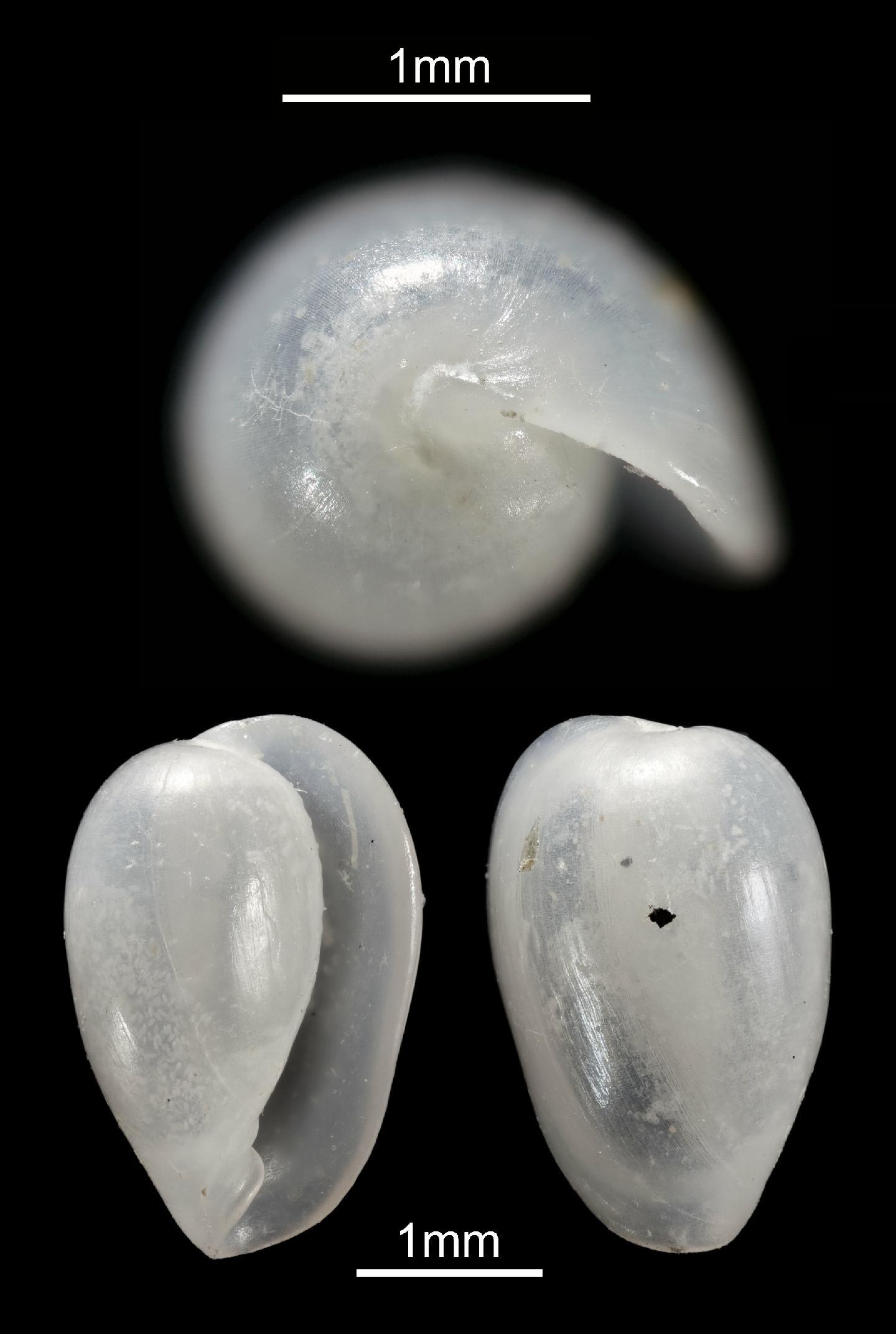 To NHMUK collection (Marginella aphanospira Tomlin, 1913; HOLOTYPE; NHMUK:ecatalogue:2655783)