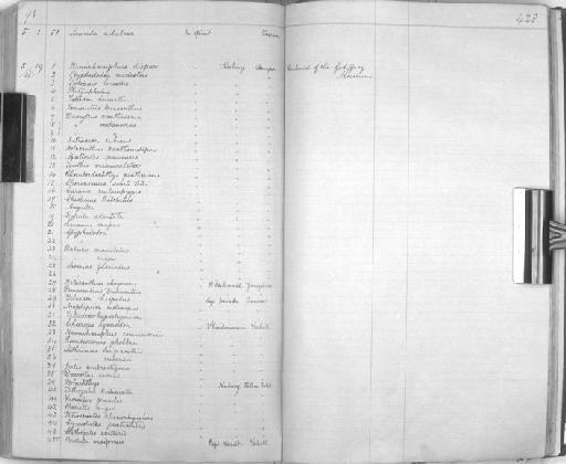 Pseudoscarus ghobban - Zoology Accessions Register: Reptiles & Fishes: 1864 - 1877: page 428